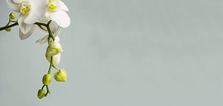 White Orchid Blossom
