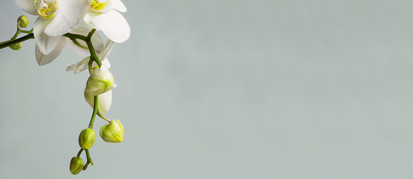 White Orchid Blossom
